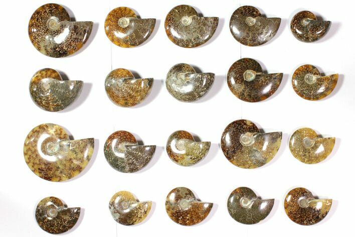 Lot: Polished Whole Ammonite Fossils - Pieces #116579